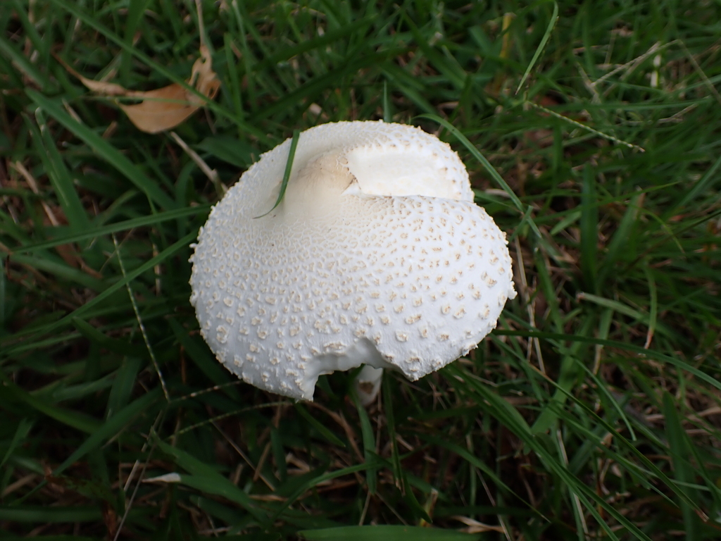 Macrolepiota dolichaula · April 2025 · photo: © a_teitzel (iNaturalist, cc-by)