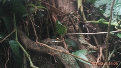 Chalcorana chalconota