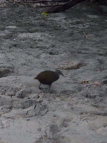 Lord Howe Woodhen (Gallirallus sylvestris), photo 3