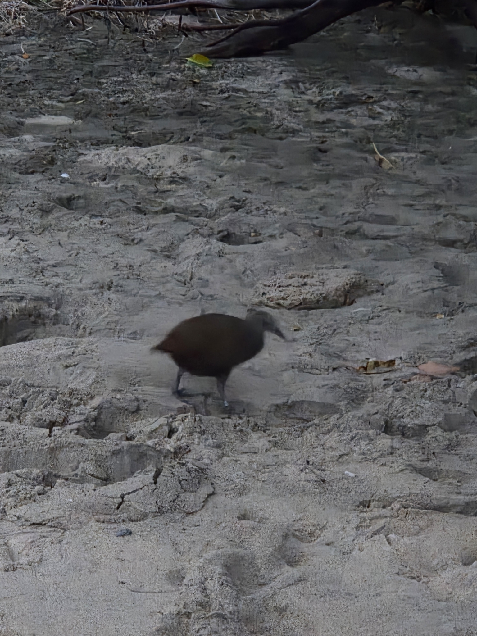 Lord Howe Woodhen (Gallirallus sylvestris), photo 6