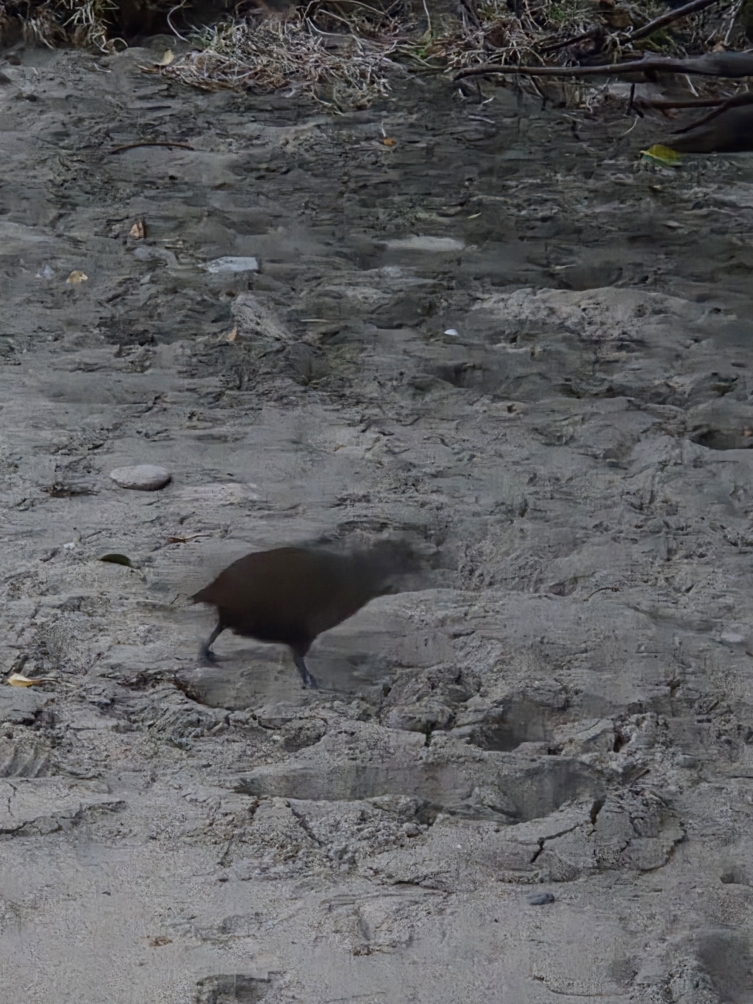 Lord Howe Woodhen (Gallirallus sylvestris), photo 7