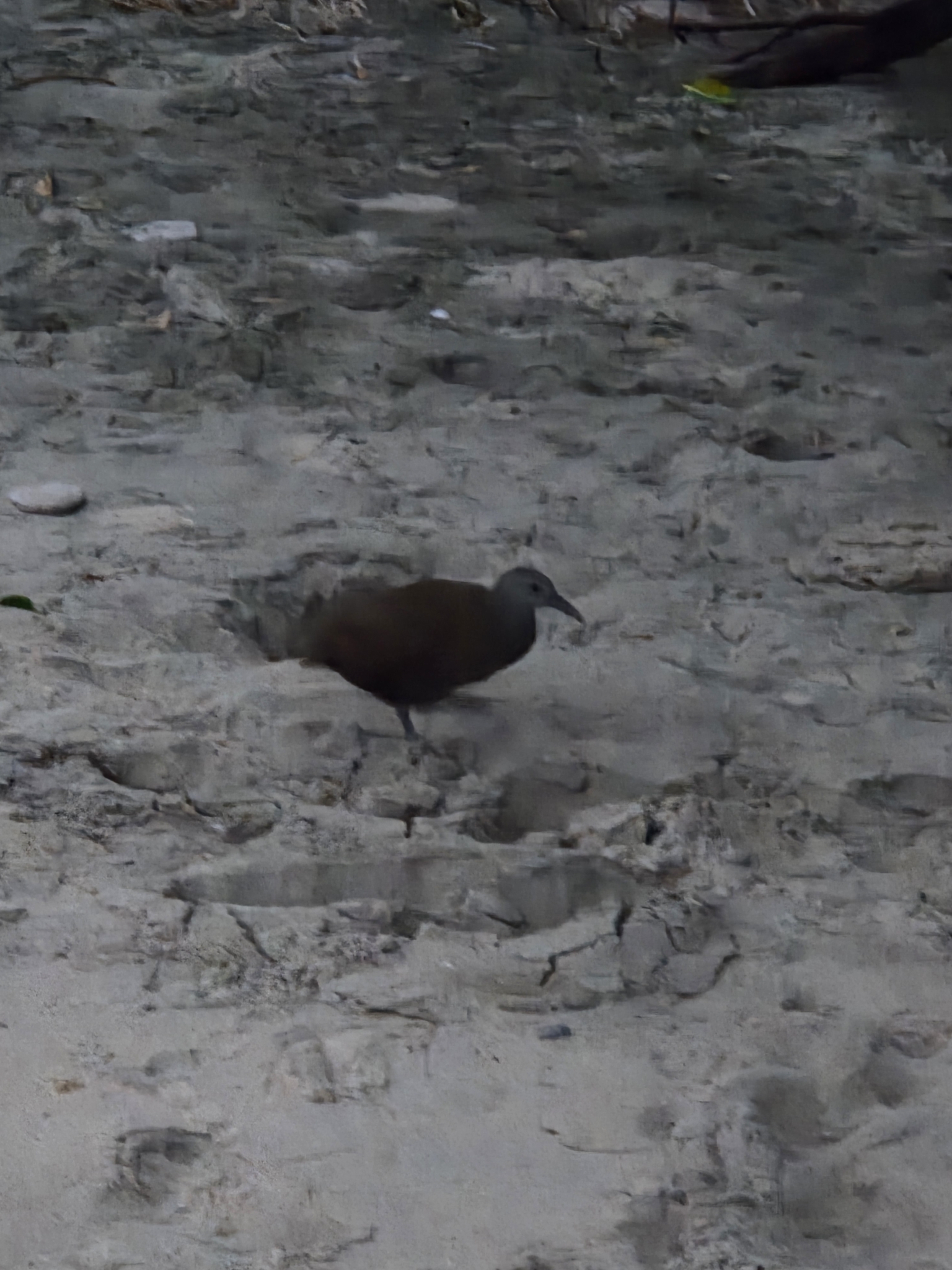 Lord Howe Woodhen (Gallirallus sylvestris), photo 8