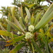 Acacia heterophylla - Photo (c) Jean-Philippe BASUYAUX, μερικά δικαιώματα διατηρούνται (CC BY-NC), uploaded by Jean-Philippe BASUYAUX
