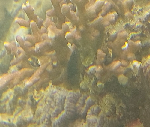 Pseudochromis olivaceus observed 2025-04-15