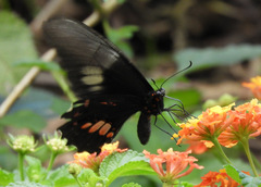 Heraclides anchisiades