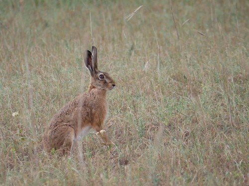 European Hare