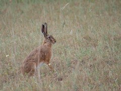 European Hare photo 4