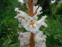Orobanche crenata