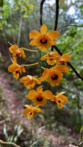 Foto de dendrobium