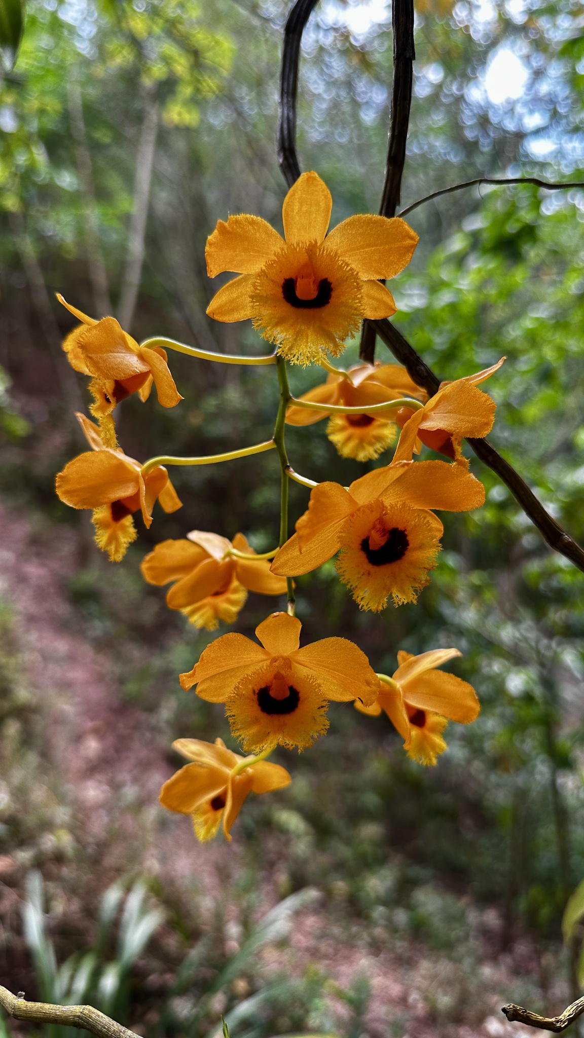 Imagem de dendrobium