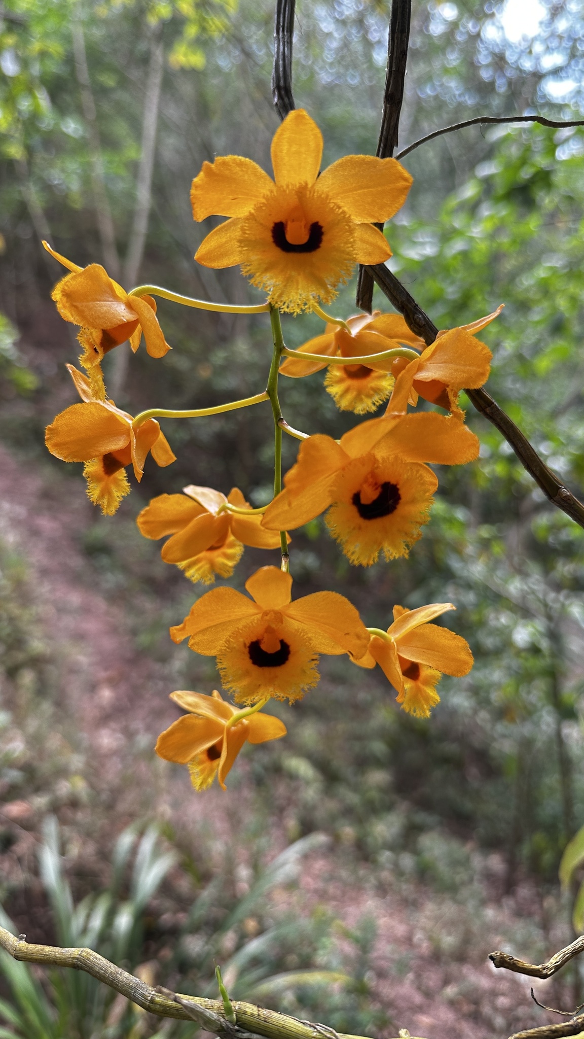 Imagem de dendrobium