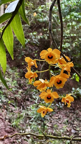 Foto de dendrobium