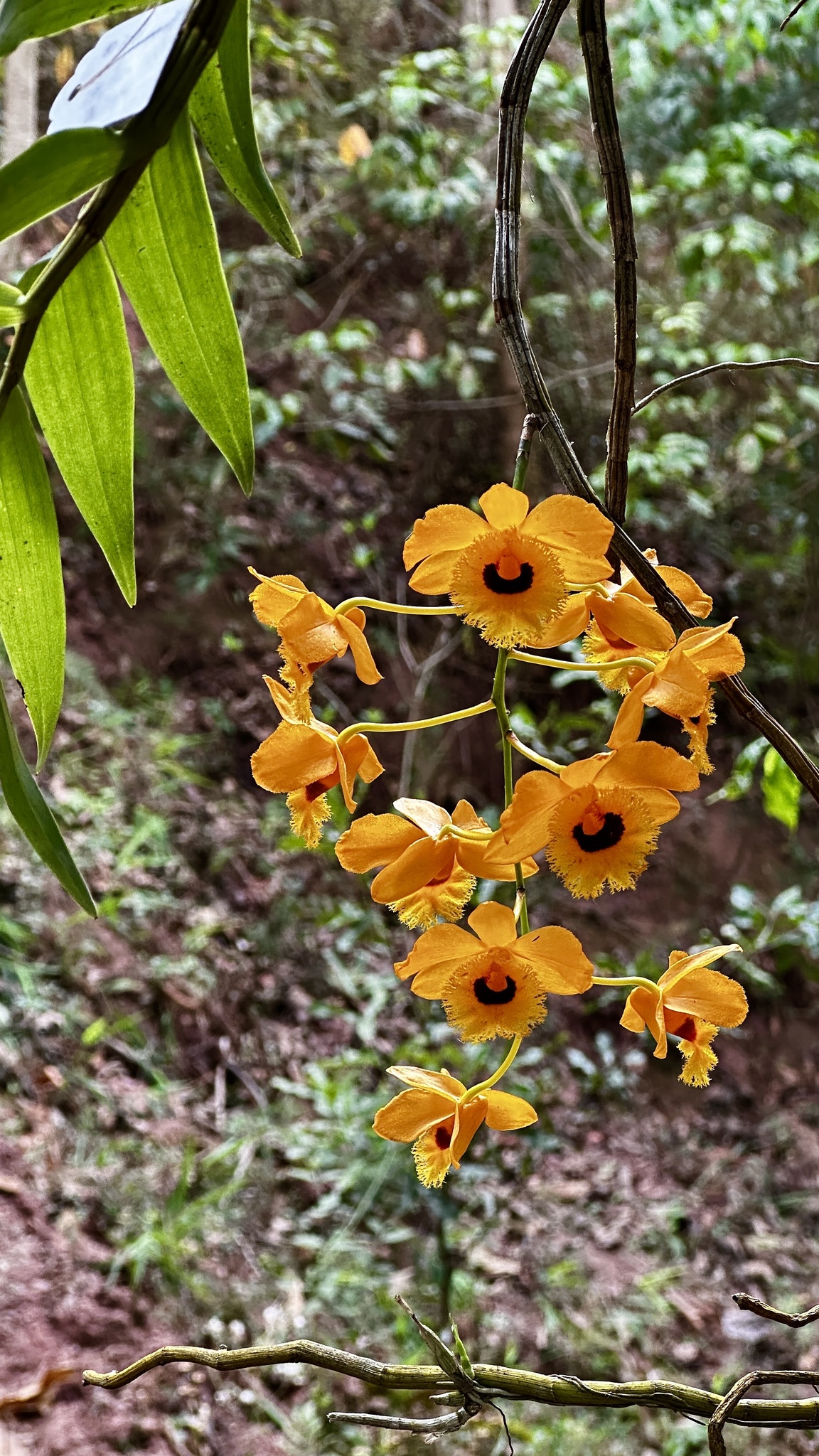 Imagem de dendrobium