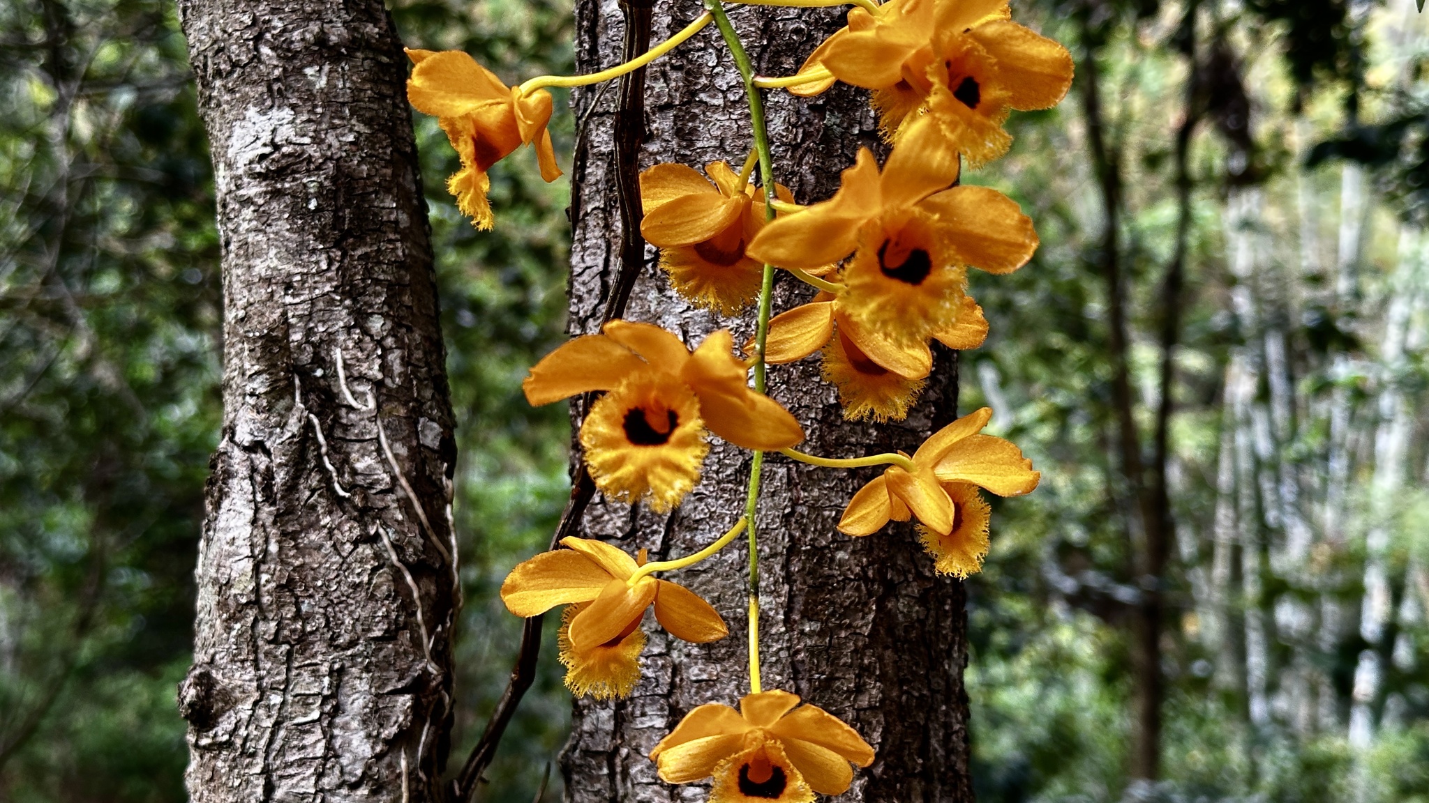 Imagem de dendrobium