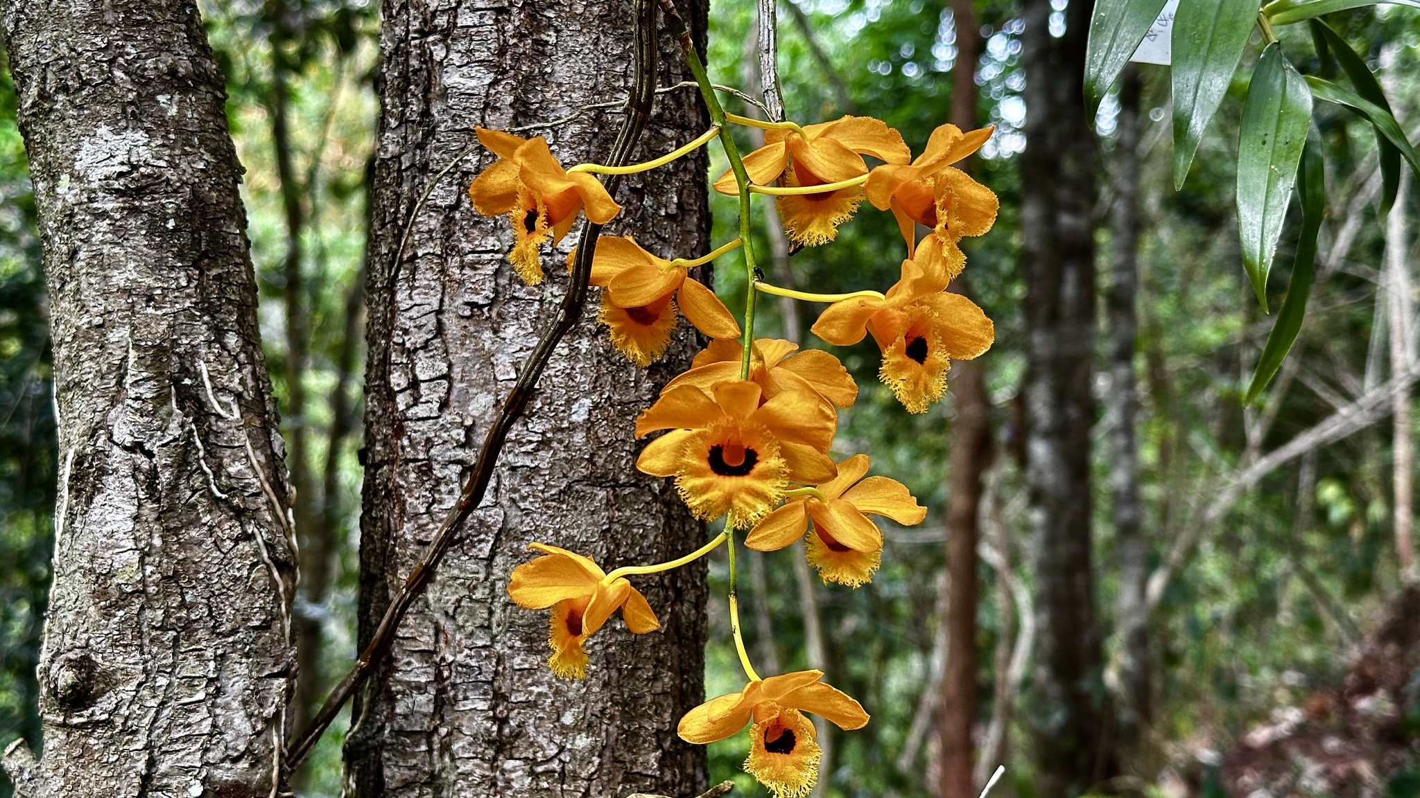 Imagem de dendrobium