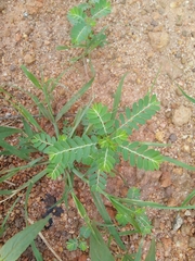 Phyllanthus urinaria