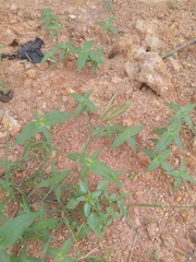 Chloris pilosa