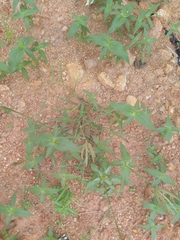 Chloris pilosa