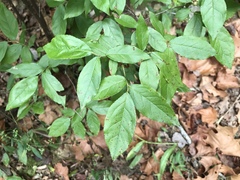 Itea virginica