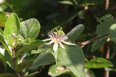 Passiflora cisnana