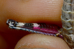 Melanoplus splendidus