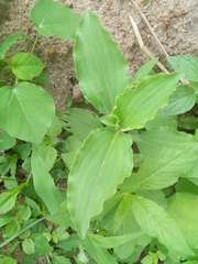 Commelina benghalensis