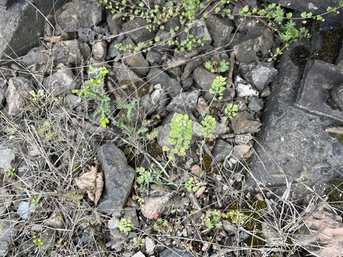 Noccaea perfoliata, photograph 1