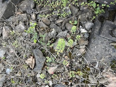 Noccaea perfoliata, photograph Pavel Kacl, CC BY, iNaturalist via GBIF