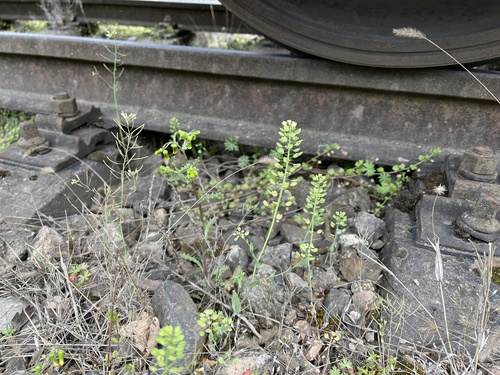 Noccaea perfoliata, photograph 2