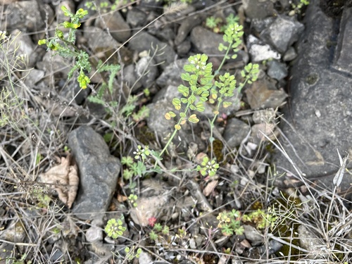 Noccaea perfoliata