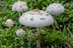 Chlorophyllum molybdites image