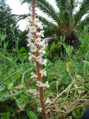 Orobanche crenata