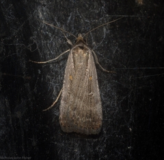 Tathorhynchus fallax