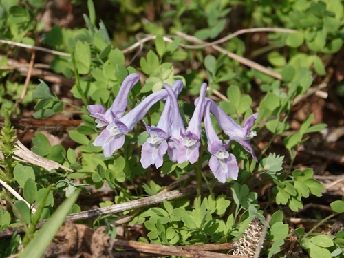 Image of Corydalis Lineariloba (Corydalis lineariloba) by no rights reserved