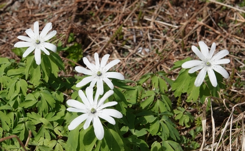 Image of Anemonoides raddeana by no rights reserved