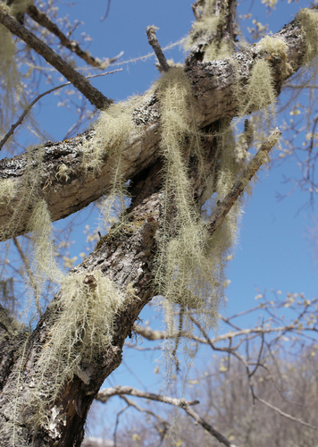 Usnea