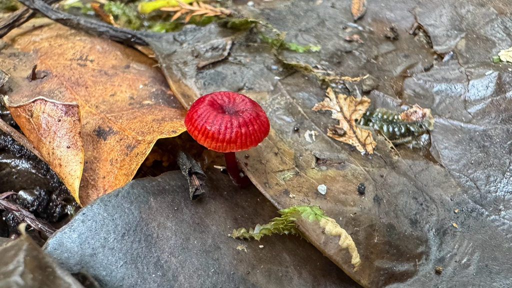 Cruentomycena viscidocruenta · April 2025 · photo: © frankashwood (iNaturalist, cc-by)