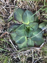 Hermas ciliata