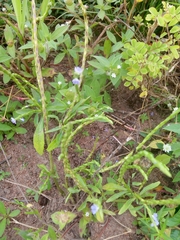 Stachytarpheta jamaicensis