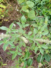 Ocimum americanum