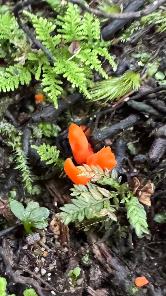 Clavulinopsis sulcata · April 2025 · photo: © frankashwood (iNaturalist, cc-by)