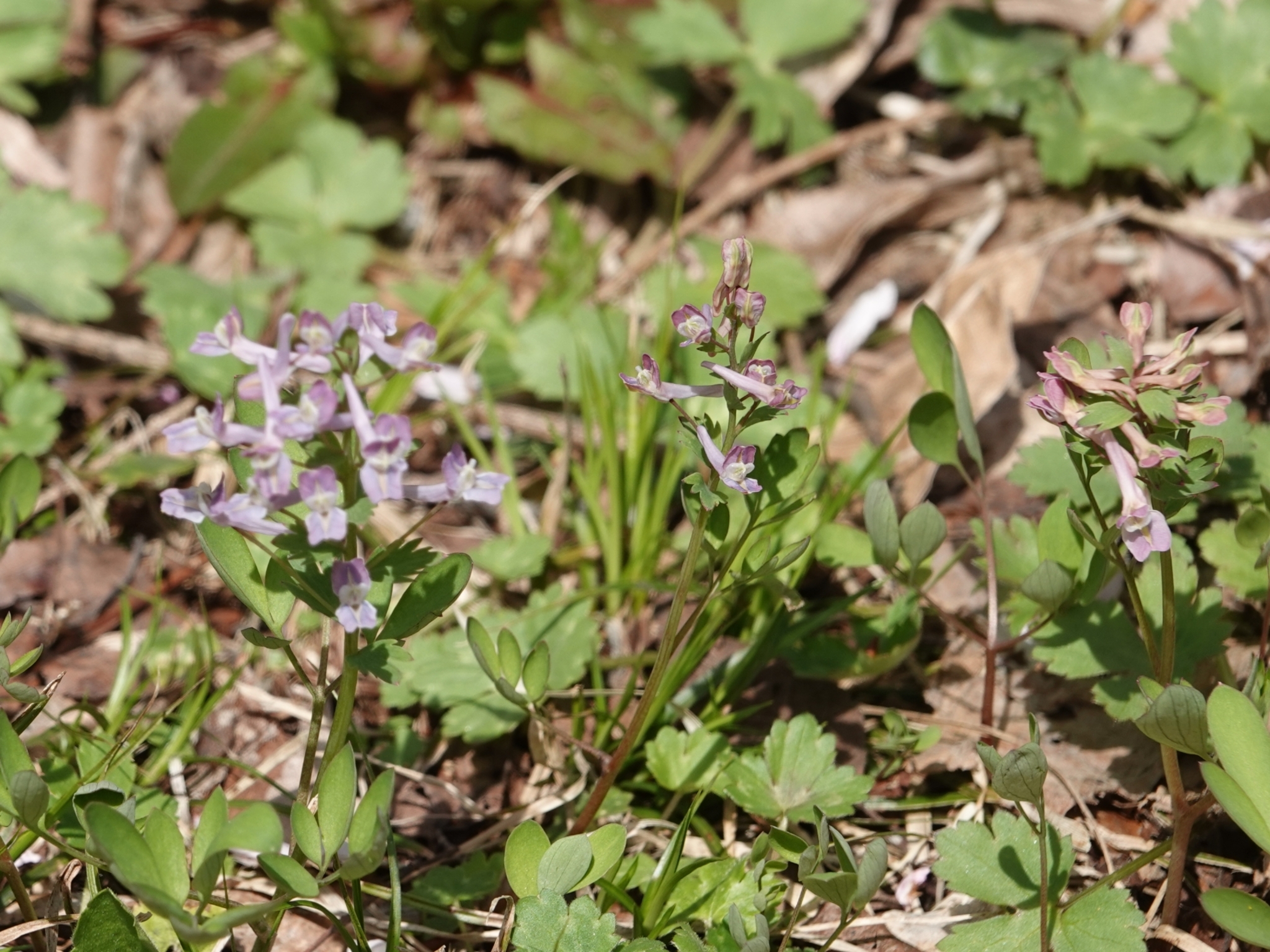 Corydalis lineariloba