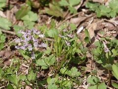 MadMagpie, CC0, iNaturalist via GBIF Corydalis lineariloba, photograph MadMagpie, CC0, iNaturalist via GBIF