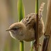 Apolinar's Wren - Photo (c) Neil Orlando Diaz Martinez, some rights reserved (CC BY-SA)
