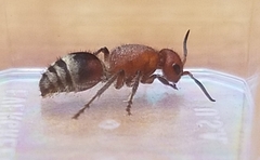 Timulla vagans