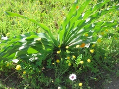 Boophone haemanthoides