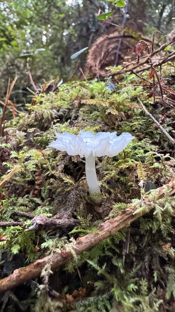 Humidicutis mavis · April 2025 · photo: © frankashwood (iNaturalist, cc-by)