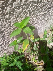 Commelina benghalensis