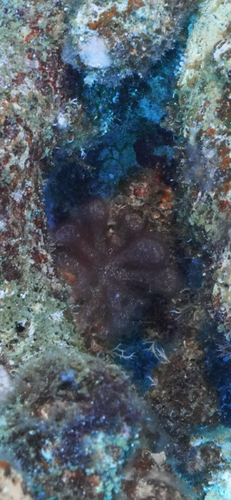 Gibsmithia hawaiiensis observed 2025-04-21
