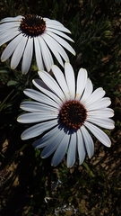 Dimorphotheca nudicaulis